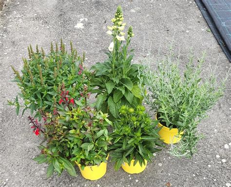 Rôzne druhy trvaliek s oranžovými kvetmi