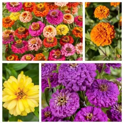 Rôzne druhy cínií