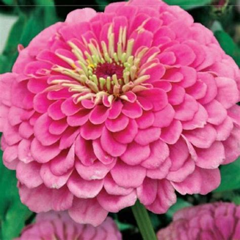 Ružová cínia v kvetináči