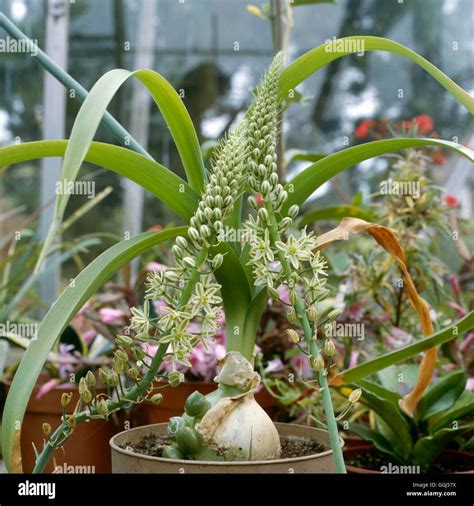 Štruktúra rastliny Ornithogalum longibracteatum s cibuľou, listami a kvetenstvom