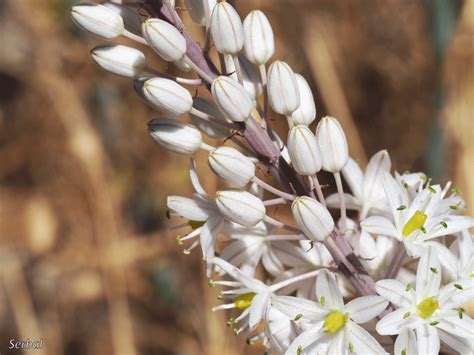 Porovnanie vzhľadu Ornithogalum longibracteatum a Urginea maritima