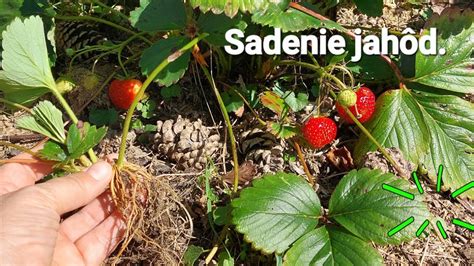Proces sadenia jahôd do suda