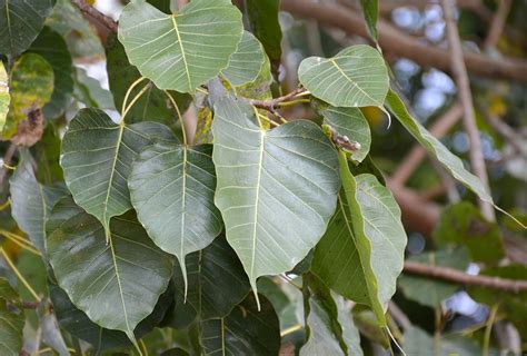 Listy Ficus religiosa