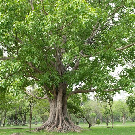 Mapa prirodzeného rozšírenia Ficus religiosa