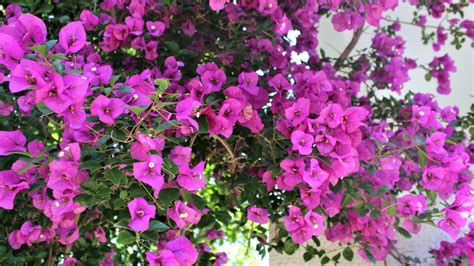 Bugenvilea rastúca v tropickom prostredí