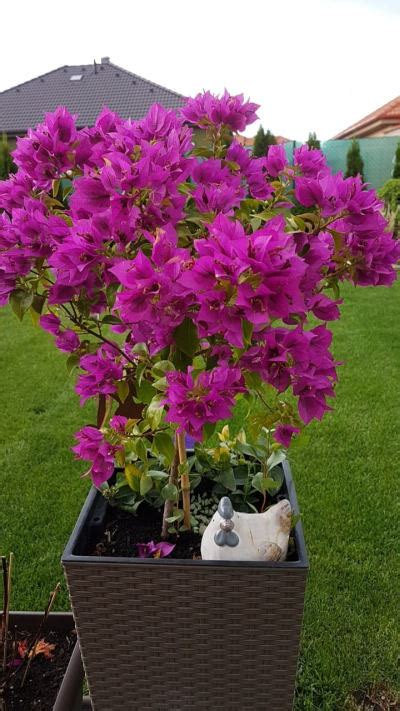 Bugenvilea na balkóne s tieniacou sieťou