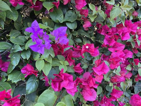 Bugenvilea popínajúca sa po mriežke