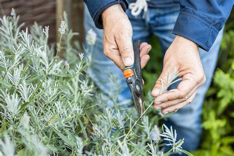 Ilustrácia odrezkov bugenviley pripravených na zakorenenie