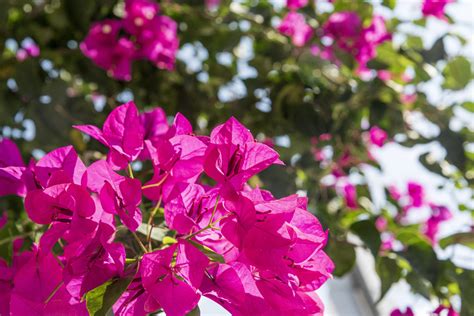 Ilustrácia správneho rezu bugenviley