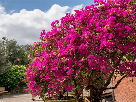 Bugenvilea na kmienku