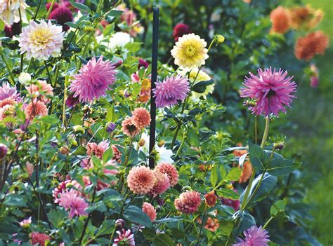 Rôzne tvary kvetov georgín