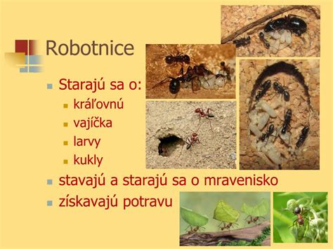 Oplodnená kráľovná mravcov si odhryzáva krídla