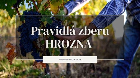 Ilustrácia správneho zberu hrozna