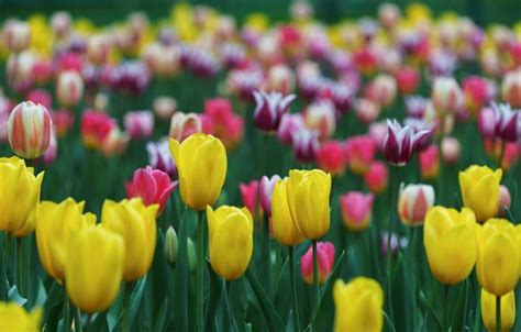 symbolika tulipánov