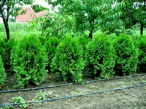 Schematické znázornenie prípravy pôdy pre výsadbu tuje