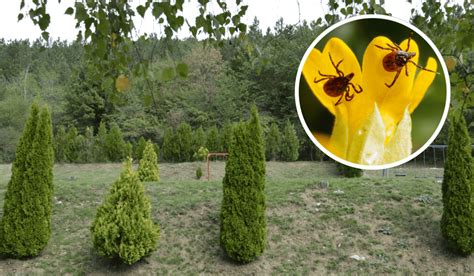 Škodcovia na tujach