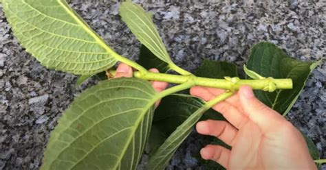 Rozmnožovanie hortenzie odrezkami