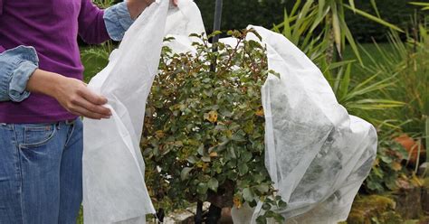 Zimná ochrana hortenzie