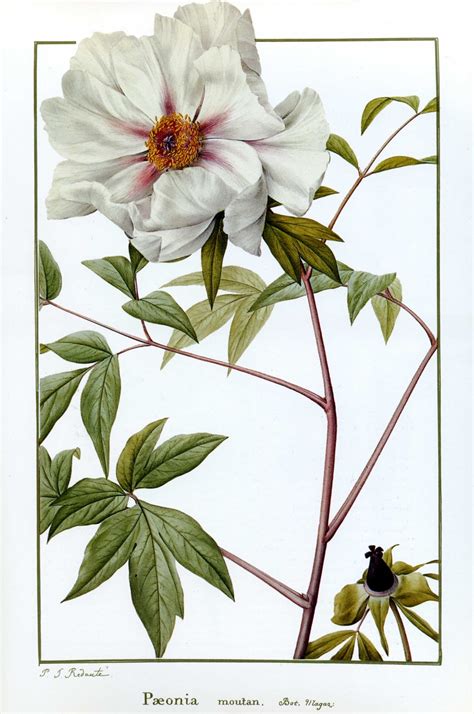 Ilustrácia ruží od Pierra Josepha Redouta