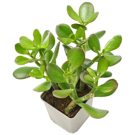 Ilustrácia tučnolistu vajcovitého (Crassula ovata)