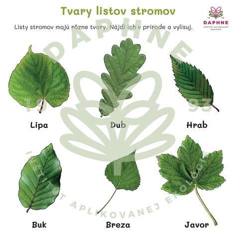 Schéma listov zimostrázu
