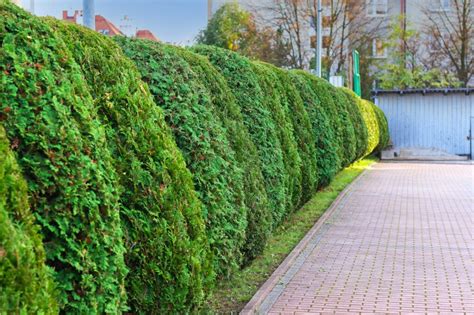 Živý plot z Buxus sempervirens