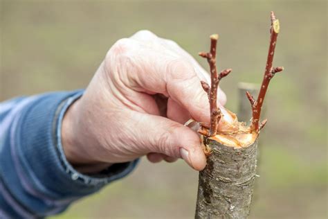 Ilustrácia vrúbľovania stromov