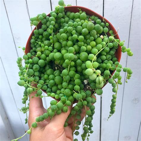 Senecio String of Pearls