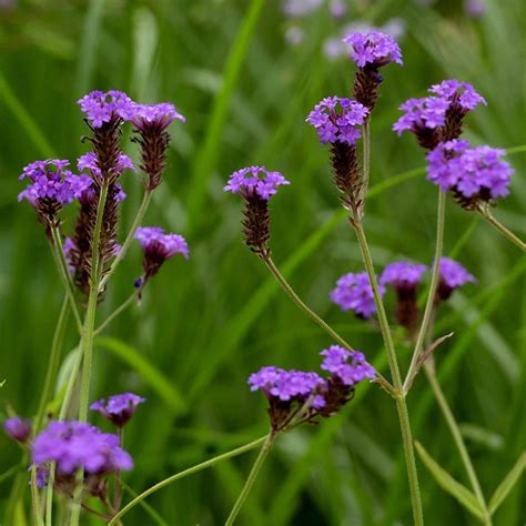 Kvet Verbena rigida 'Santos Purple' v detailnom zábere