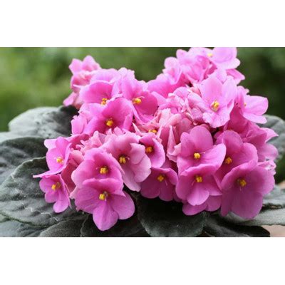 ružová fialka s detailom kvetu