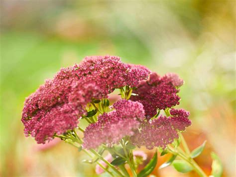 rastliny odolné voči suchu
