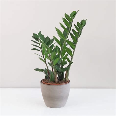 starostlivosť o zamiokulkas