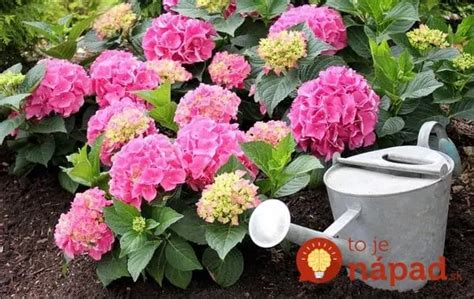 Schéma ideálneho umiestnenia hortenzie v záhrade