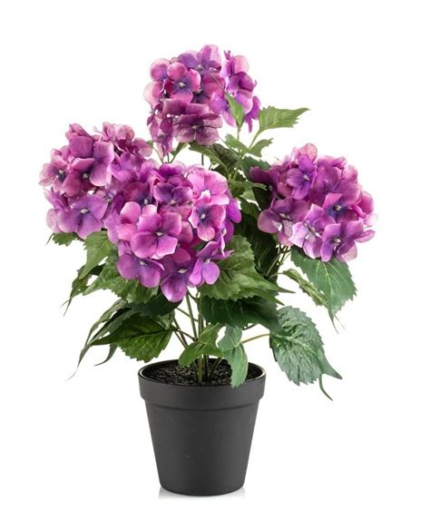 Hortenzia pestovaná v nádhernom kvetináči