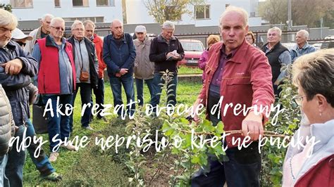 Kvetné púčiky marhúľ
