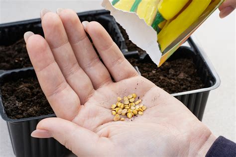 Výsev semienok v interiéri