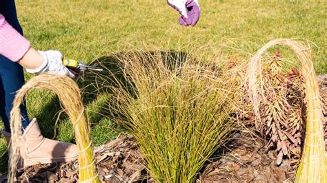 Údržba okrasných tráv po zime