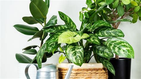 Princíp vrstvenia rastlín v interiéri