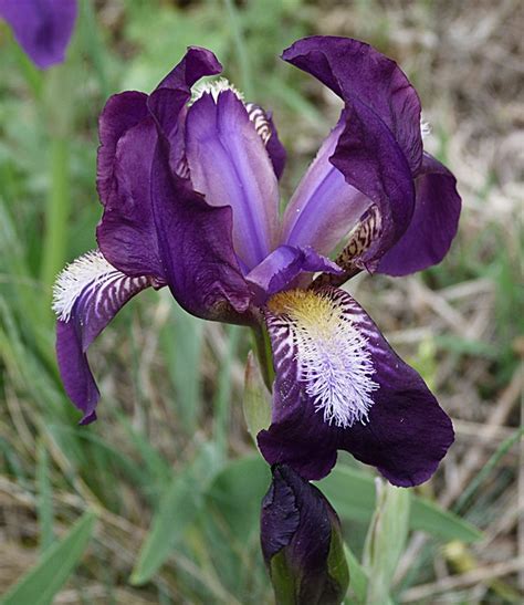 Kosatec uhorský (Iris hungarica)