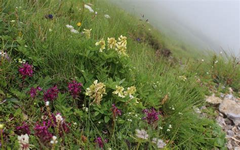 Kozinec ľadový a všivec praslenatý