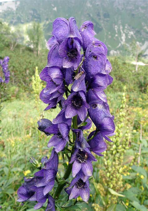 Prilbica