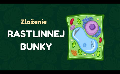 Štruktúra rastliny žaburinky menšej