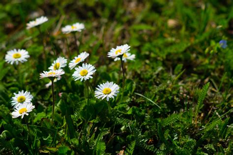 Schéma ideálneho stanovišťa a pôdy pre sedmokrásky