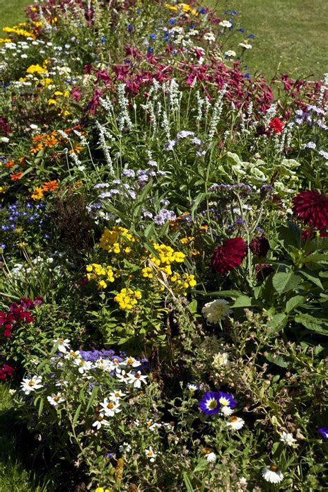 Sedmokrásky v záhradnom záhone