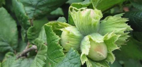 Ružové čnelky liesky najväčšej