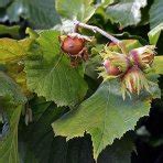 Kultivar liesky najväčšej 'Purpurea'