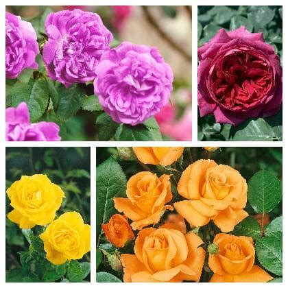 Rôzne druhy ružových plamienkov a ruží