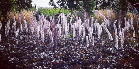 Ploštičník strapcovitý s bielymi kvetmi