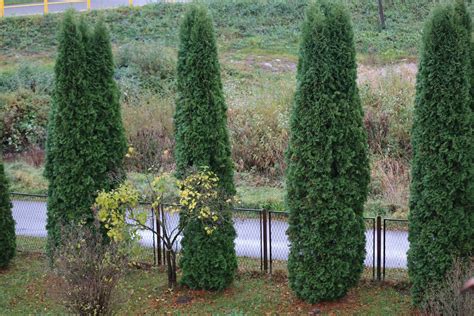 Ilustrácia guľovitej tuje