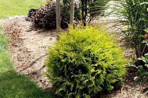 Tuja Zlatý glóbus v záhrade